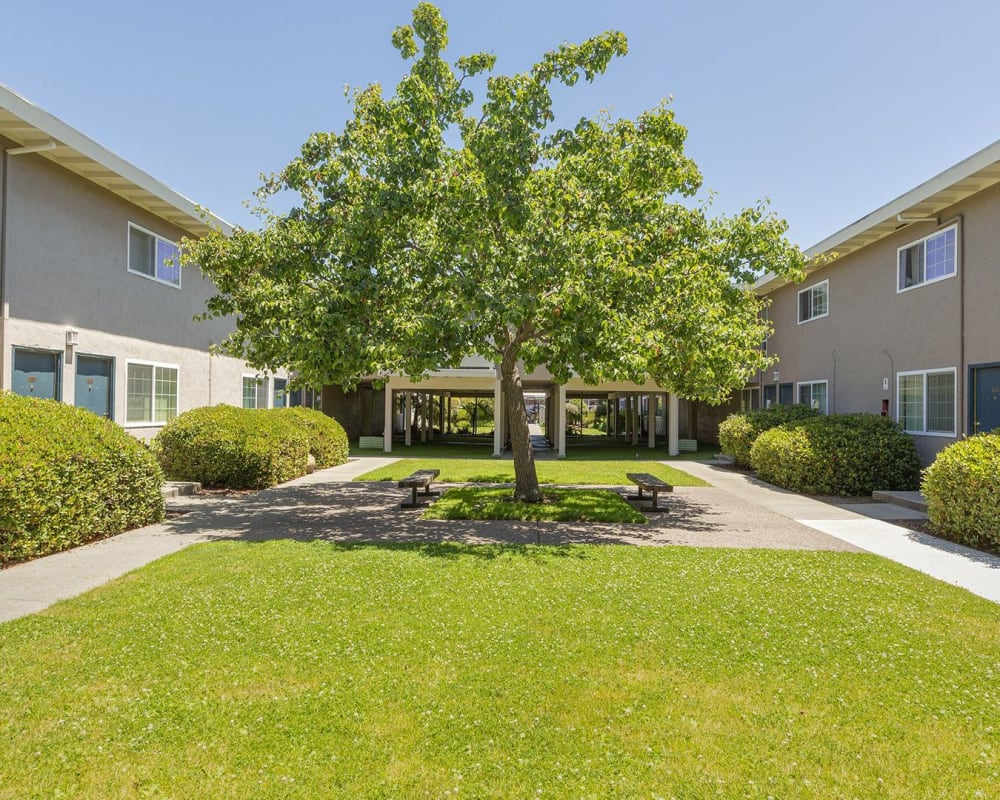 Resident garden style courtyard at Marina Breeze in San Leandro, California