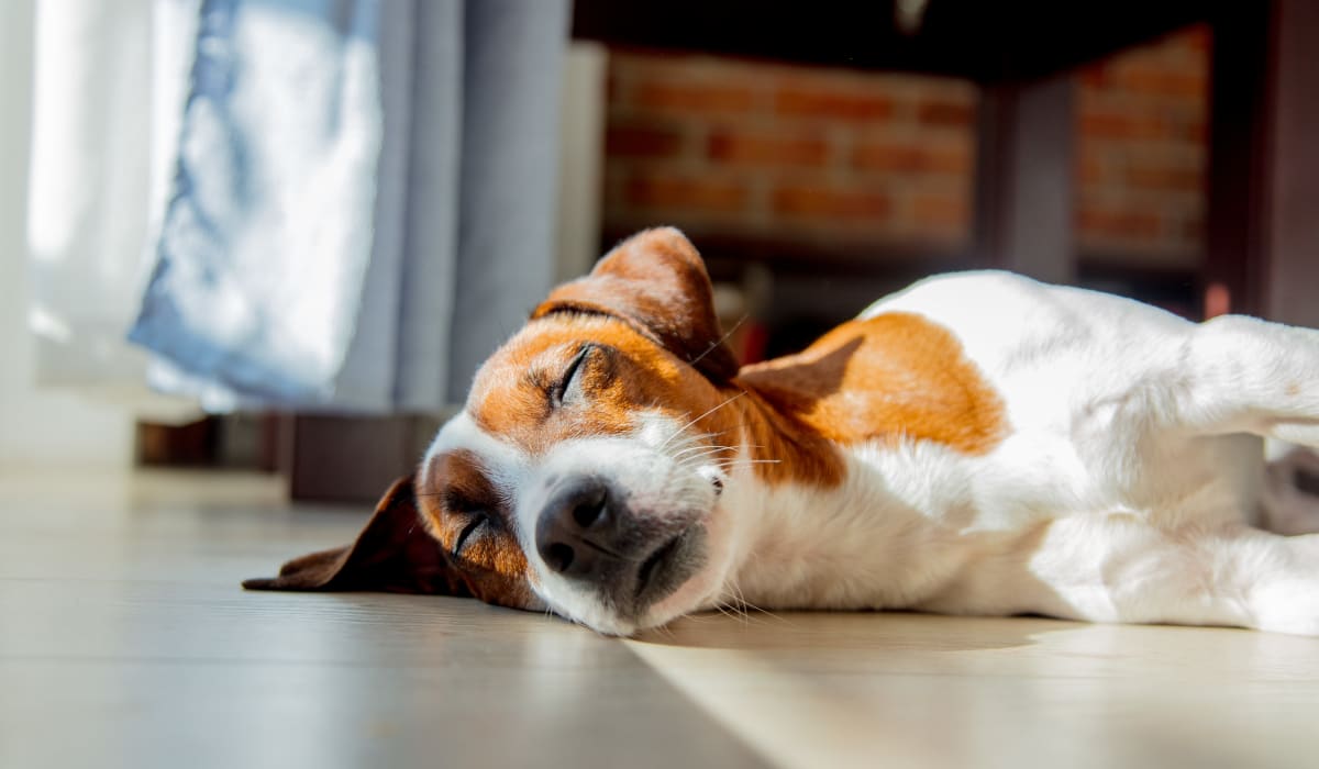 Dog laying on the floor at Chelsea Park in Gaithersburg, Maryland