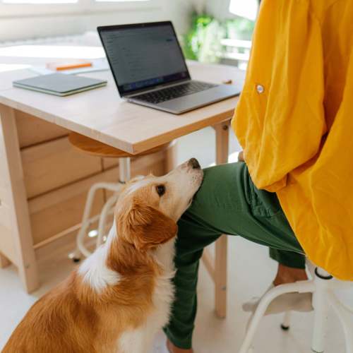 Pet dog with its owner in their new home at Evergreen Estero in Fort Myers, Florida