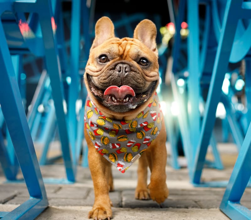 Dog walking between chairs at Anthem on 12th in Seattle, Washington