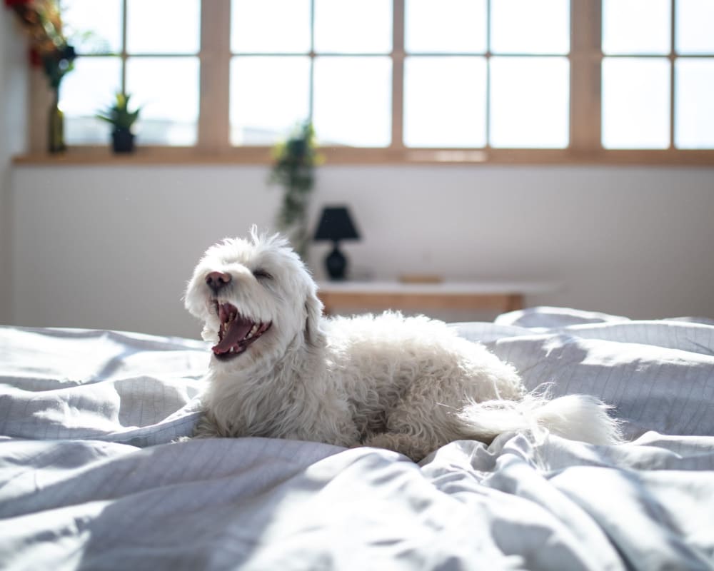 Happy dog laying in bed at Eastgate Apartments in Ewing, New Jersey