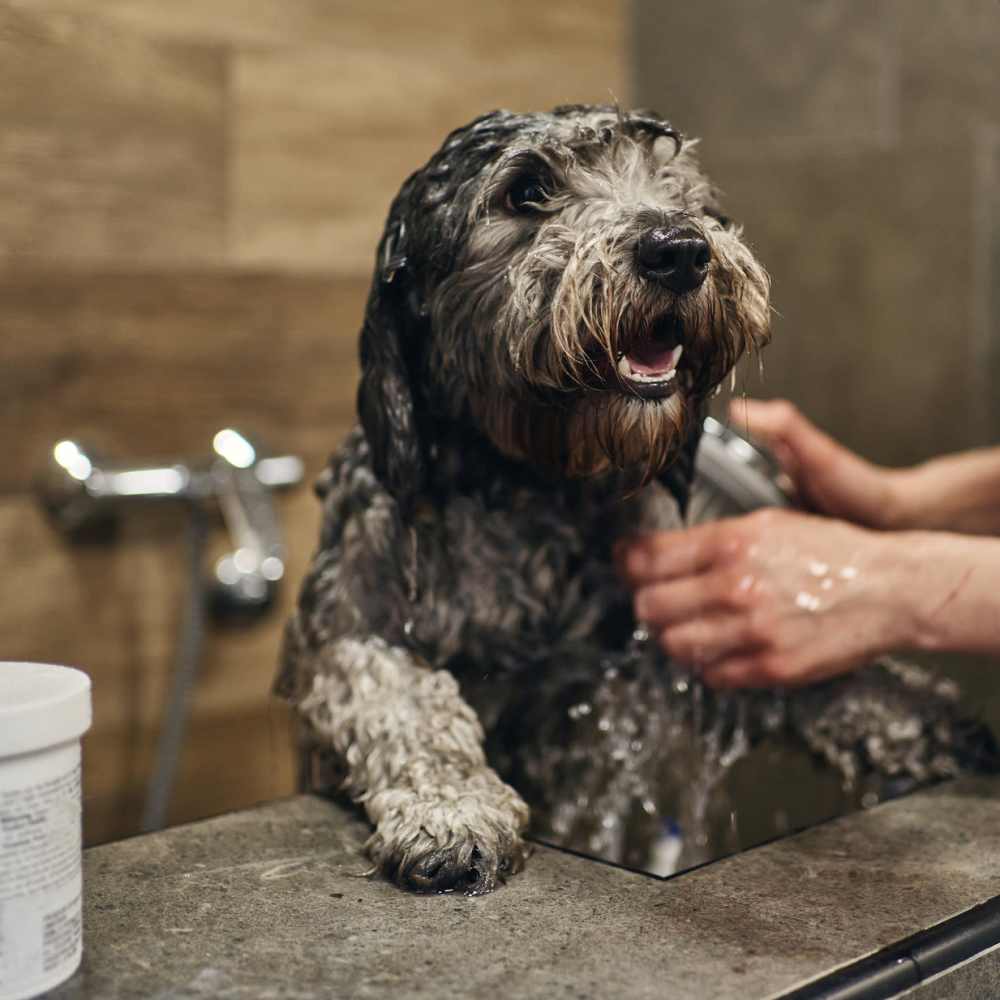 Residents showering her pet at Flora + Fauna in San Diego, California