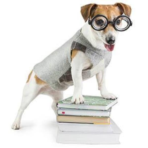 Glasses wearing dog standing on top of books
