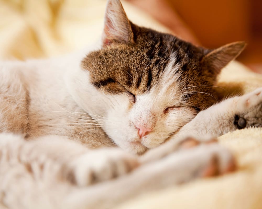 Sleeping cat at Haddonview Apartments in Haddon Township, New Jersey