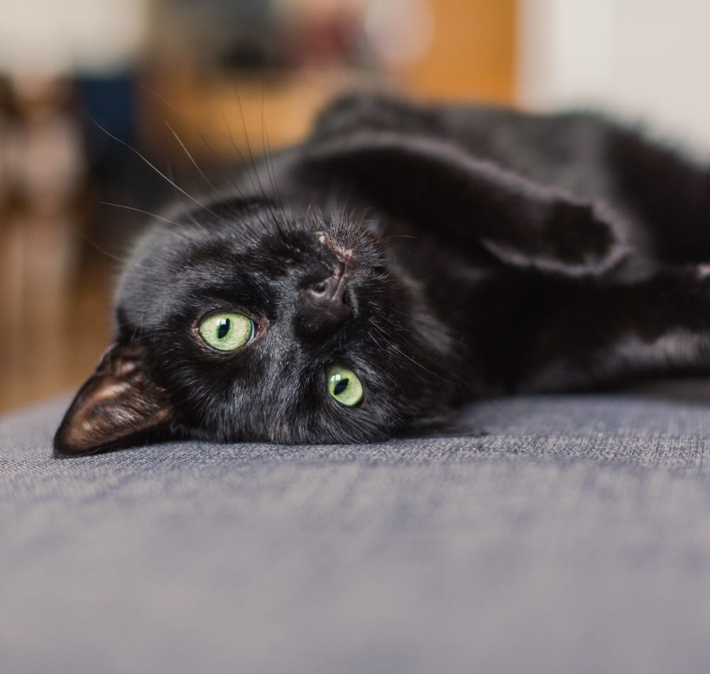 Cat laying on a couch at Chelmsford Hardy Place in Derry, New Hampshire