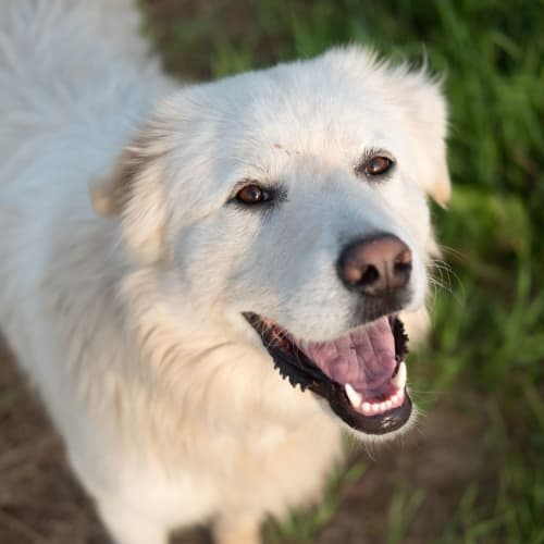 A happy looking white dog at Silvermine in Victoria, Texas