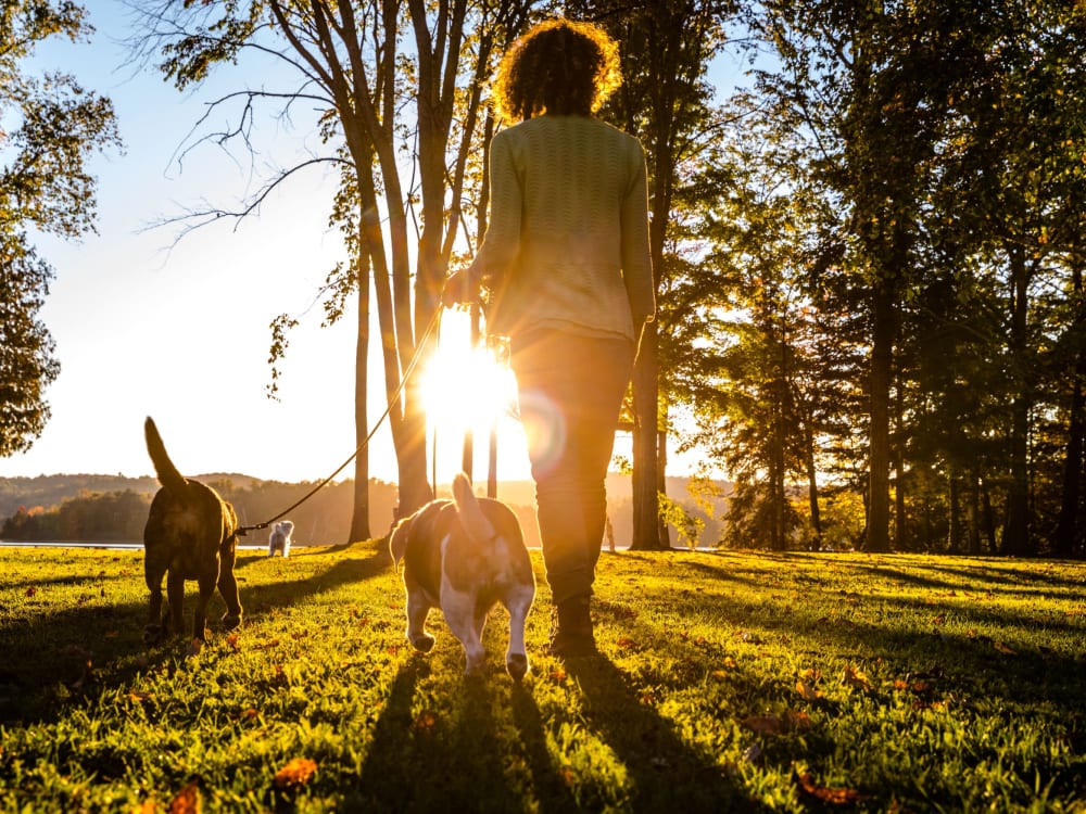 Resident walking her dogs in woods in East Haven, Connecticut