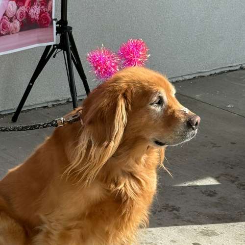 Woman shopping near The Overlook at Keystone Canyon in Reno, Nevada