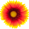 Divider Image