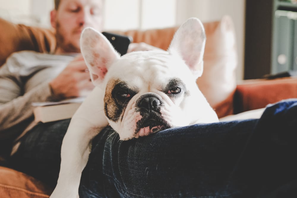 A pet-friendly apartment at Running Brook Apartments in Miami, Florida