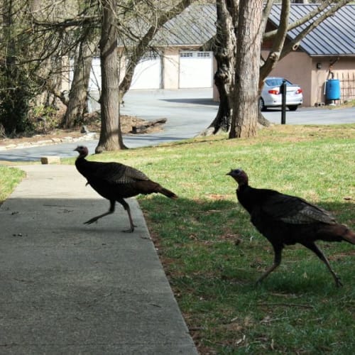 Wild Turkeys near Kenilworth Inn in Asheville, North Carolina