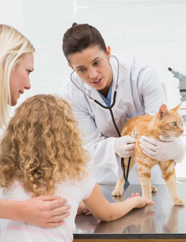 Managing your pet's health at Collinsville Animal Hospital