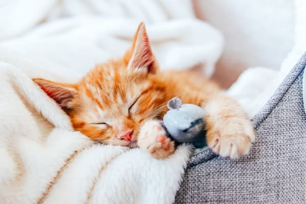 Cute kitty snuggling with its toy in Goodyear Arizona at BB Living Civic Square