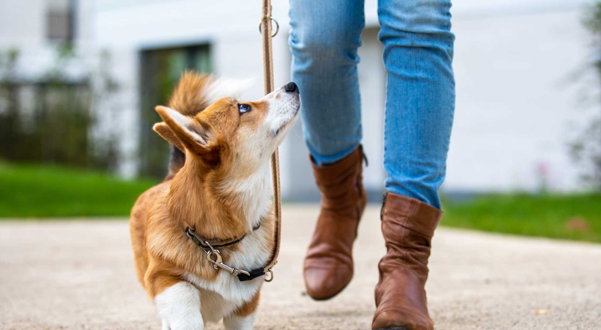 Pet Friendly | UTE Creek Apartments in Longmont, Colorado