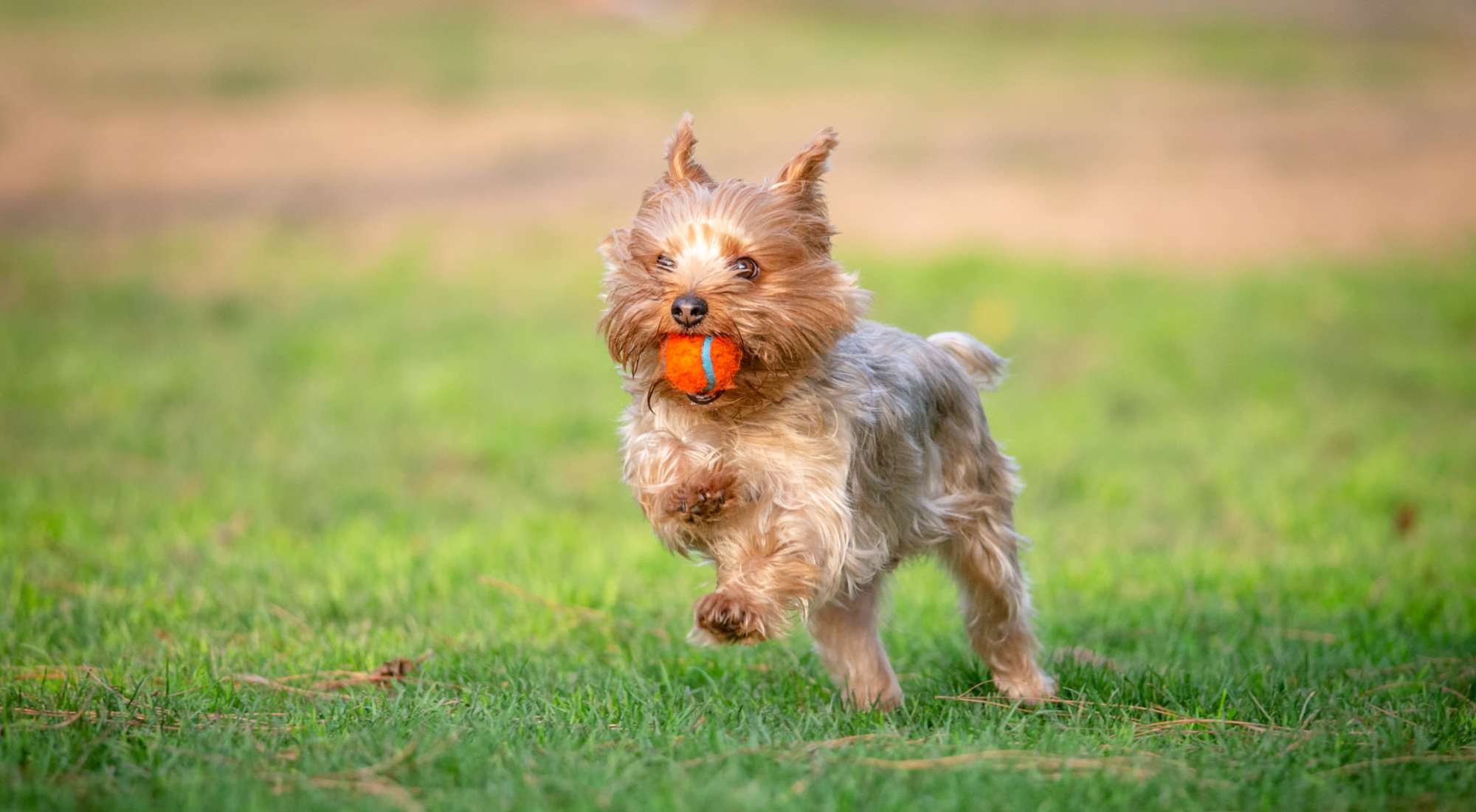 Pet Friendly | Park Place Apartments in Roseville, California