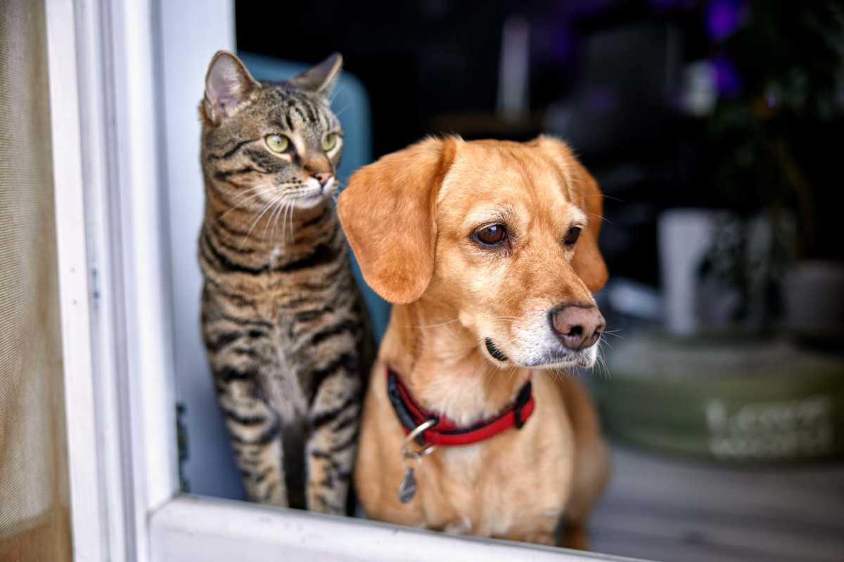 Happy pets in the apartment at Chapel Estates I in Jackson, Mississippi 