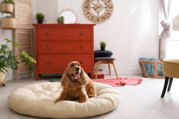 Pet Friendly Apartments at West Fork Crossings.