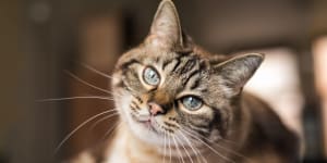 Resident cat at Lake Maggiore in St. Petersburg, Florida