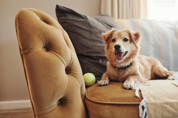 Happy dog in apartment at District 119 in Oklahoma City, Oklahoma