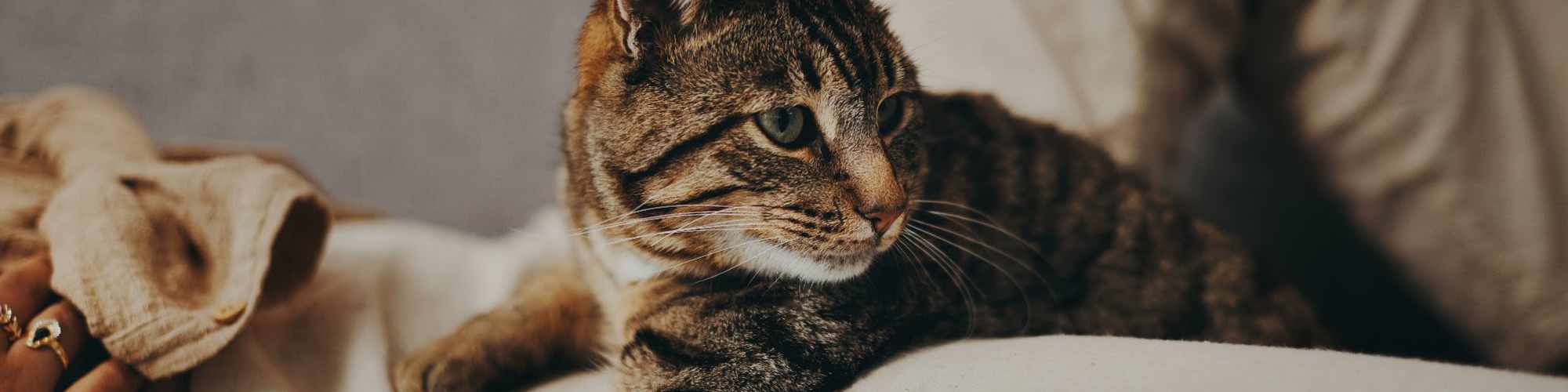 Pet Friendly | Castleton Manor Apartments in Indianapolis, Indiana
