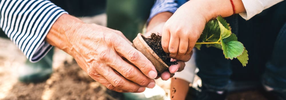 Planting in a garden at a Stoney Brook community. 