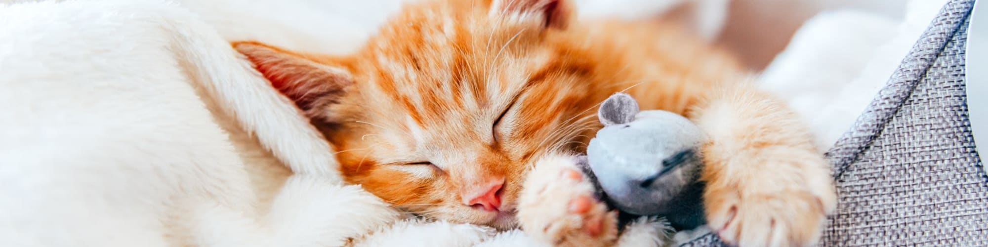 Pet Friendly Apartments in West Maryville, TN