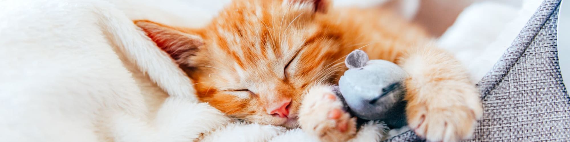 Pet Friendly Apartments for Rent in North Kingstown, RI