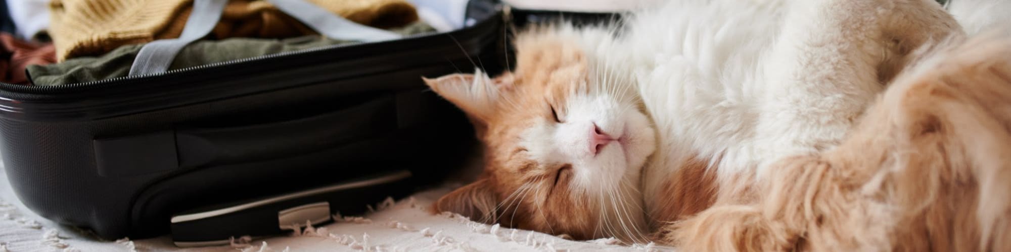 Pet Friendly Apartments in Charlottesville, VA Beacon on 5th