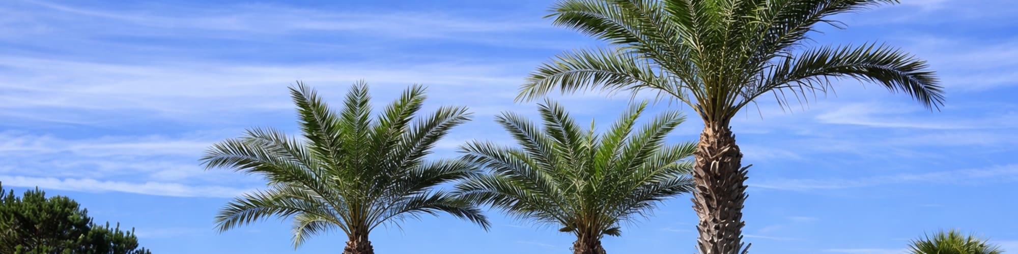 Palm trees in Biloxi