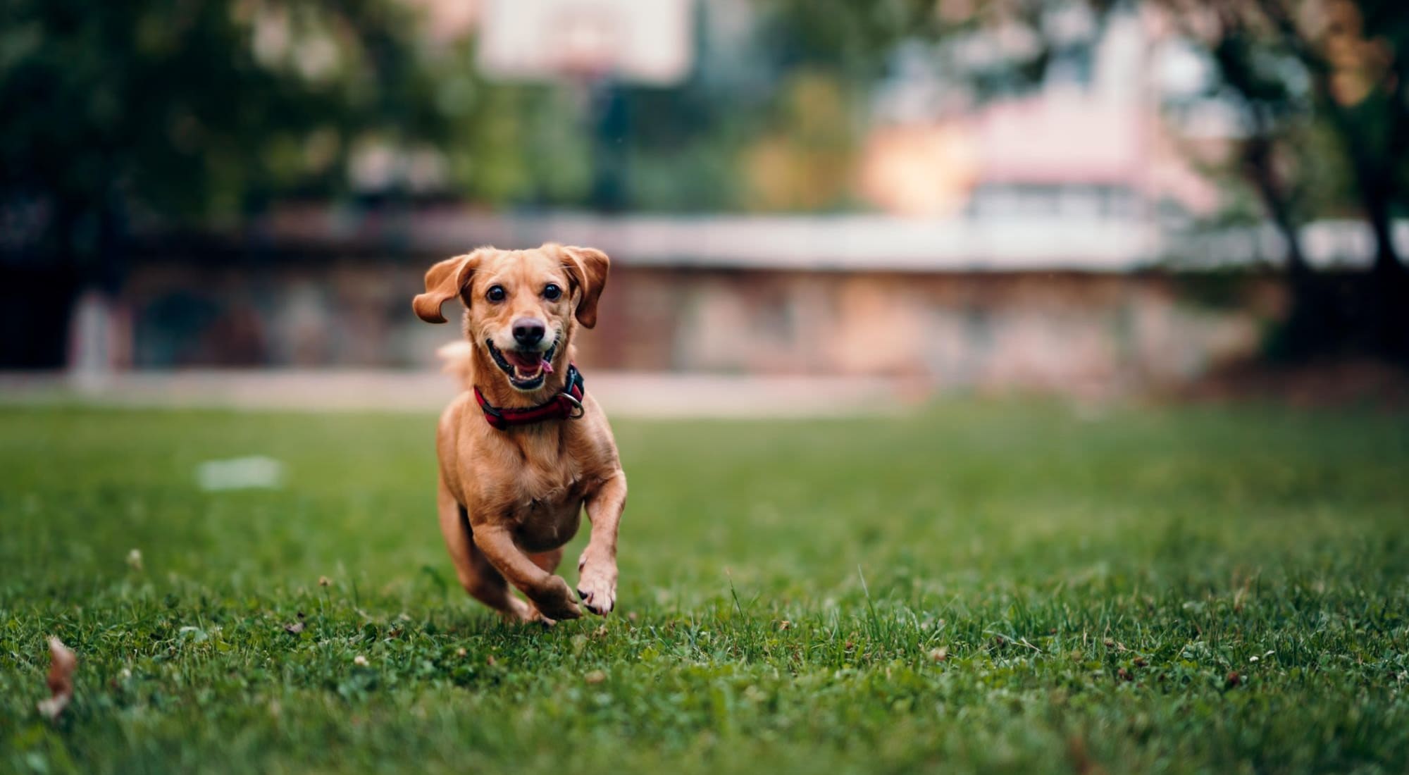 Pet Friendly | Silver Creek in San Antonio, Texas