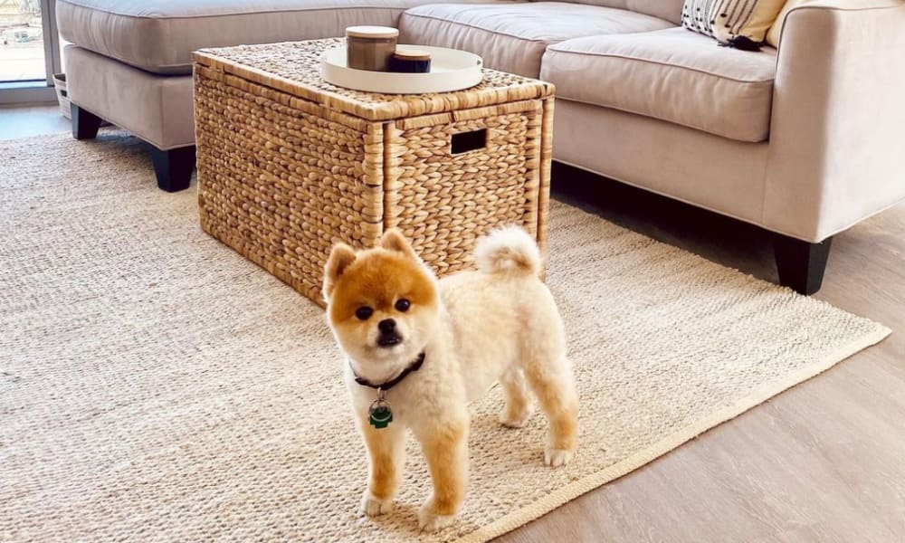 Dog sitting in a well decorated home at Residences at 8 East Huron in Chicago, Illinois