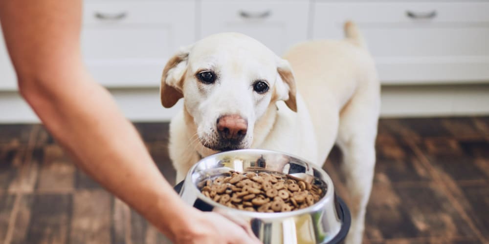 Resident dog getting his meal at The Riverview in Charleston, South Carolina