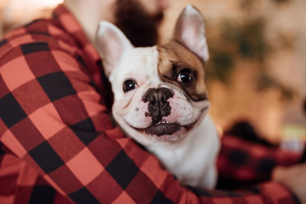 Dog park at Sobremesa Villas in Surprise, Arizona