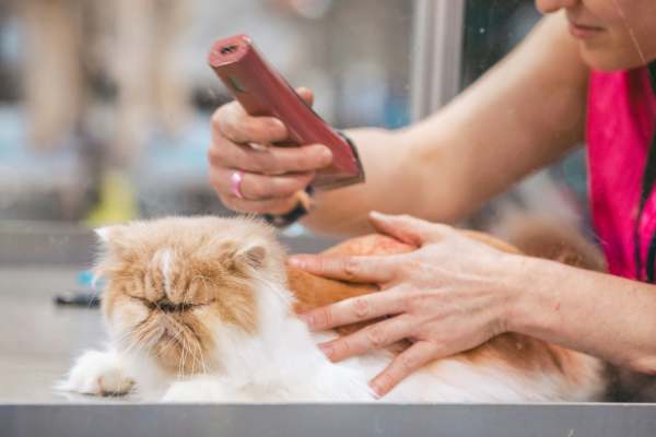 pet grooming nearby