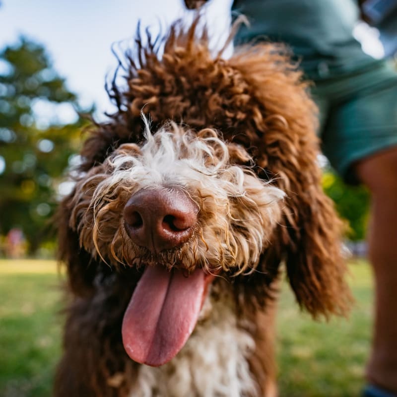 A happy dog at Acclaim at Cary Pointe, Cary, North Carolina