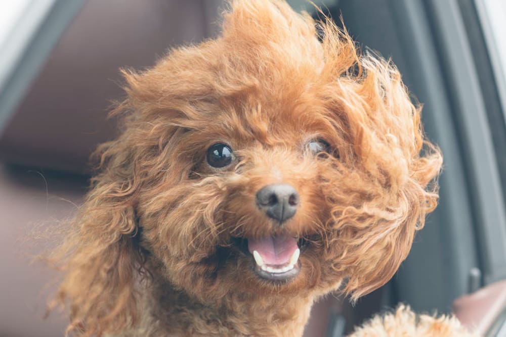 Dog with head out of car window at Canopy at the Trails in Phoenix, Arizona