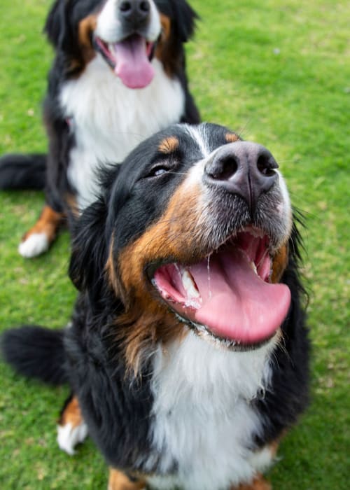 Dogs having a great time at  Springwood Gardens in  New Britain