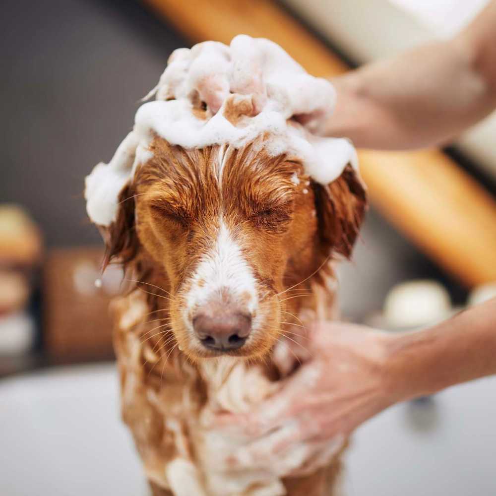 Dog having a bath at Crescent Apartments in Roseville, California