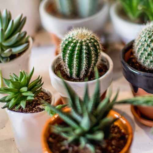 House plants at Somerset Court in Baltimore, Maryland