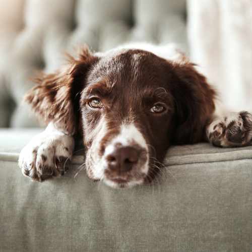 Resident dog at Cascade Park in Colorado Springs,Colorado