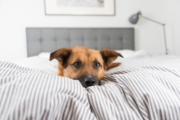 The Edge Offers Pet Friendly Apartments in Richmond, VA