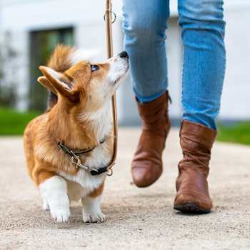 Pet-friendly at Gateway Hills in Ames, Iowa