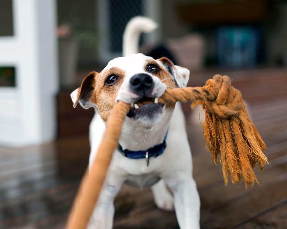 Dog playing with a rope toy at Glen Hollow Apartments in Croydon, Pennsylvania