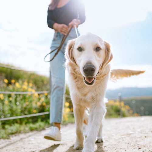 Dog walking near Kensington Crossings in Houston, Texas