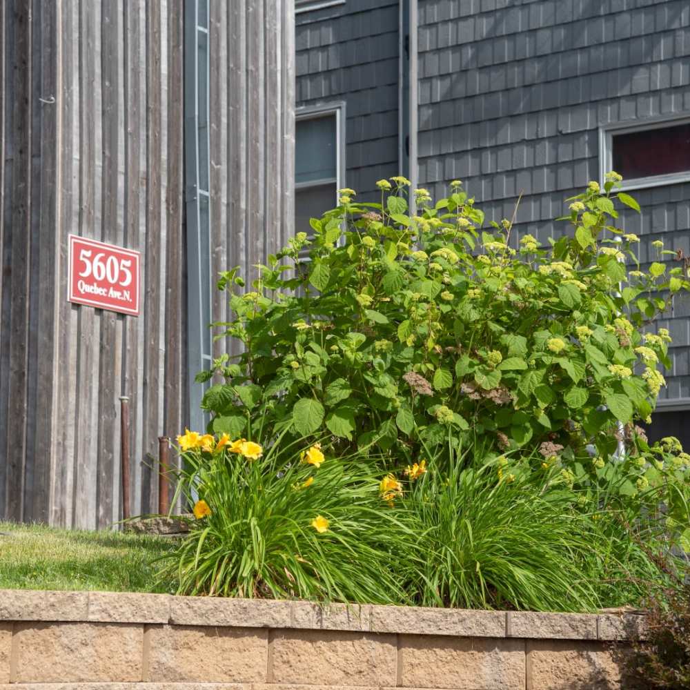 A pretty bush near the apartments at Bass Lake Crossing in New Hope, Minnesota