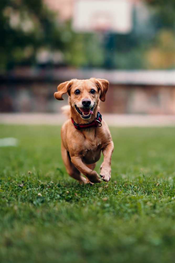 Dog playing in ground at Grandview Garden Apartments in Florissant, Missouri