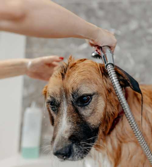 Dog getting a bath at The Heron Downtown in Baton Rouge, Louisiana