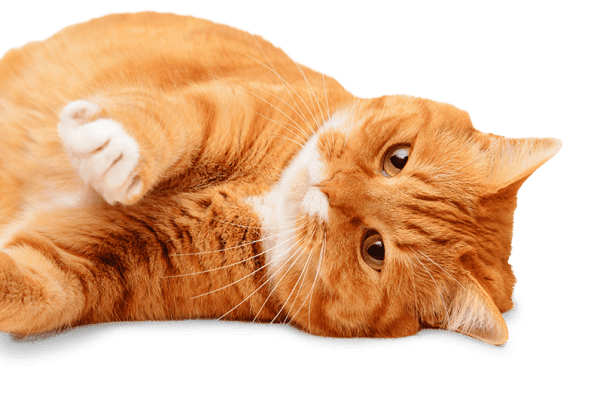 Sick cat needing an appointment at Starch Pet Hospital in Des Moines, Iowa