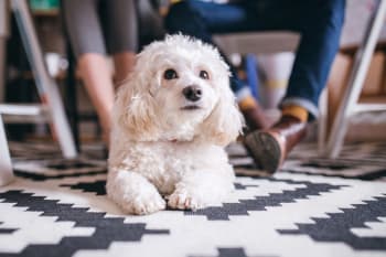 A dog sitting <a href=