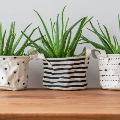 Thriving aloe plants in a model home at The Landmark Apartment Homes in Sunnyvale, California